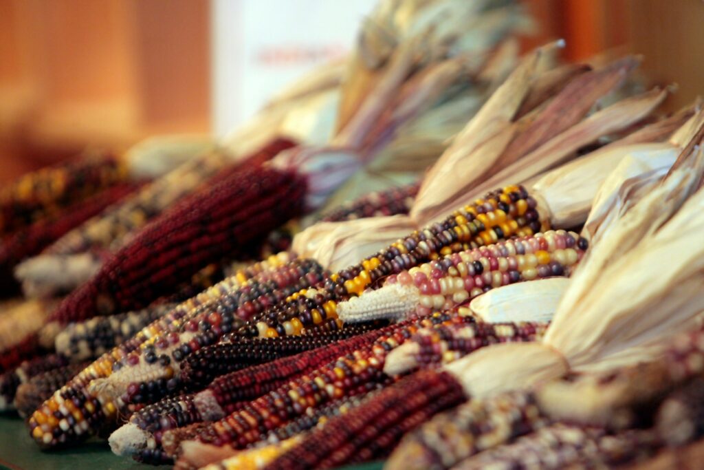 Discover the first agricultural products cultivated by humans and the beginnings of agriculture.