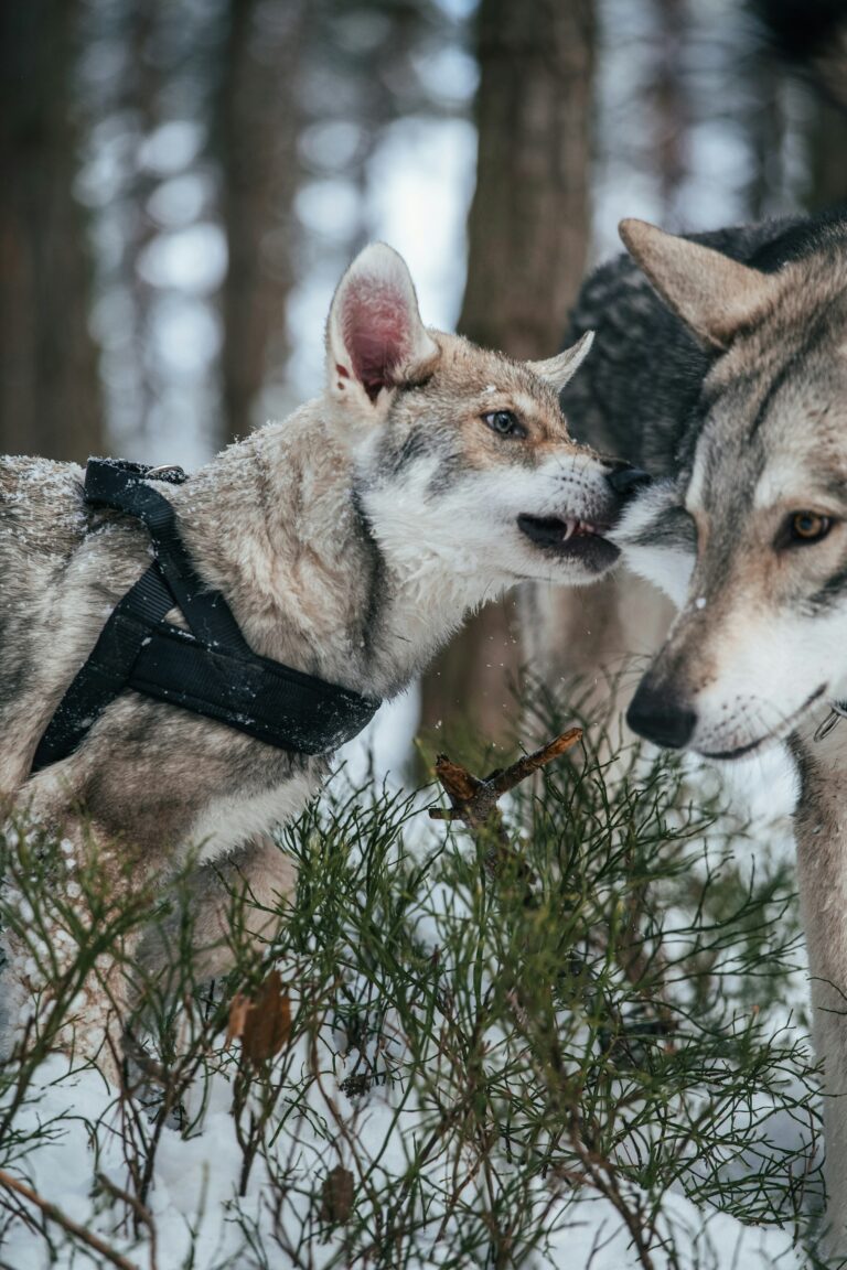 Discover the origins of animal domestication and the first animals domesticated by humans.