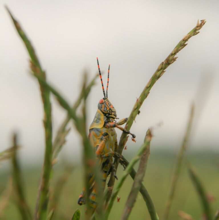 Discover the history of pesticides and herbicides and how they transformed agriculture and food production.
