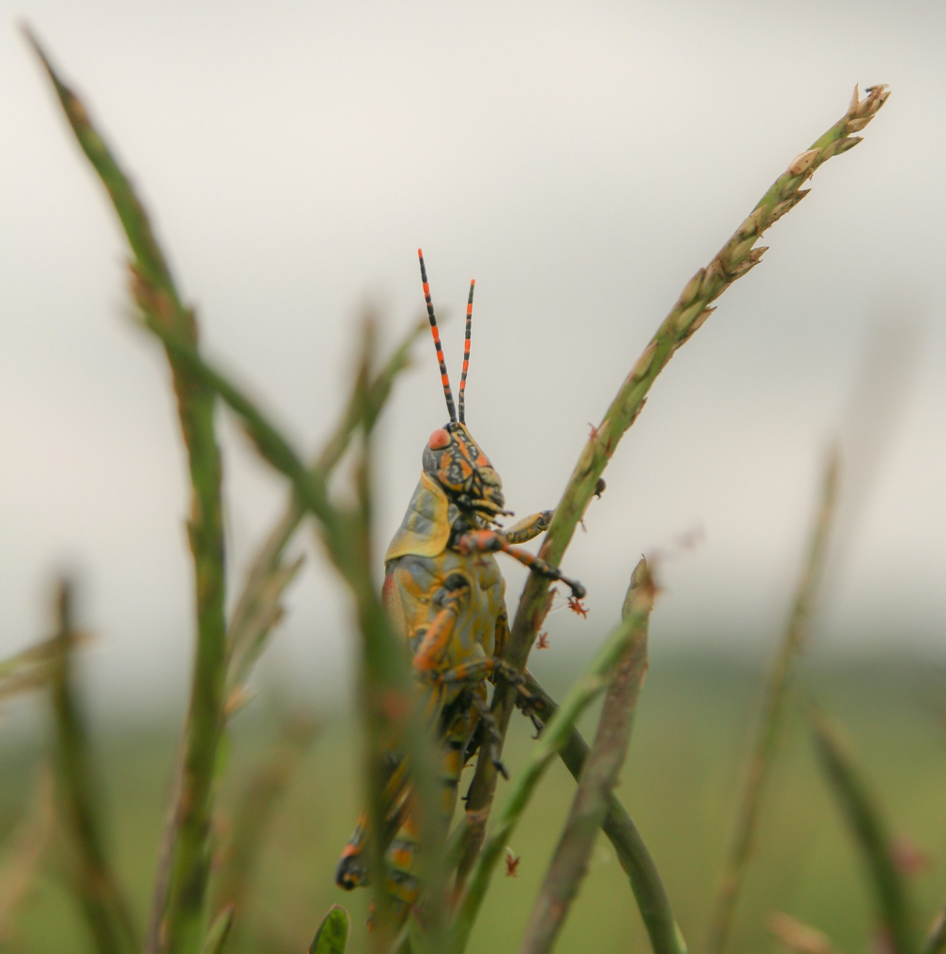 Discover the history of pesticides and herbicides and how they transformed agriculture and food production.