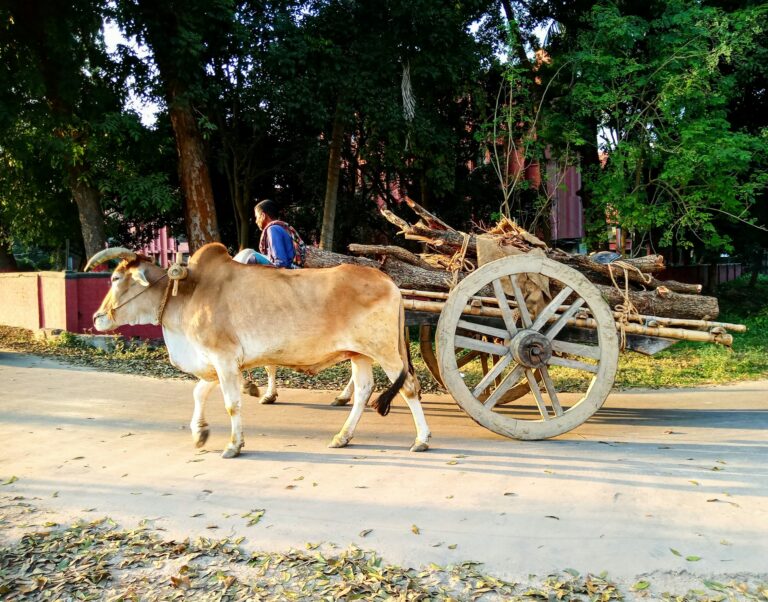 Discover how the wheel was invented and how it transformed transport, trade, and technology.