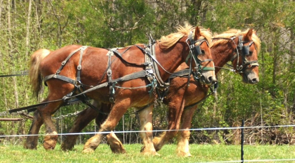 Discover how the domestication of horses transformed transport, warfare, and trade in antiquity