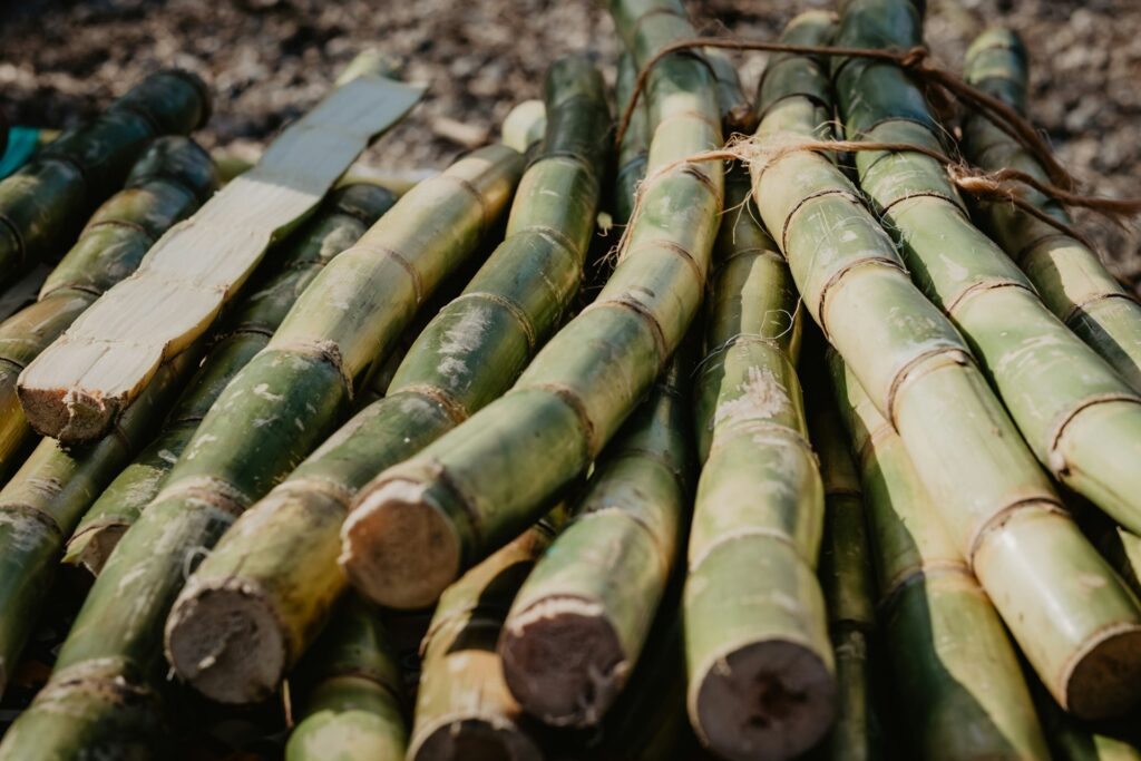 Discover the history of sugar in antiquity and how early civilizations learned to extract sweetness from sugarcane.