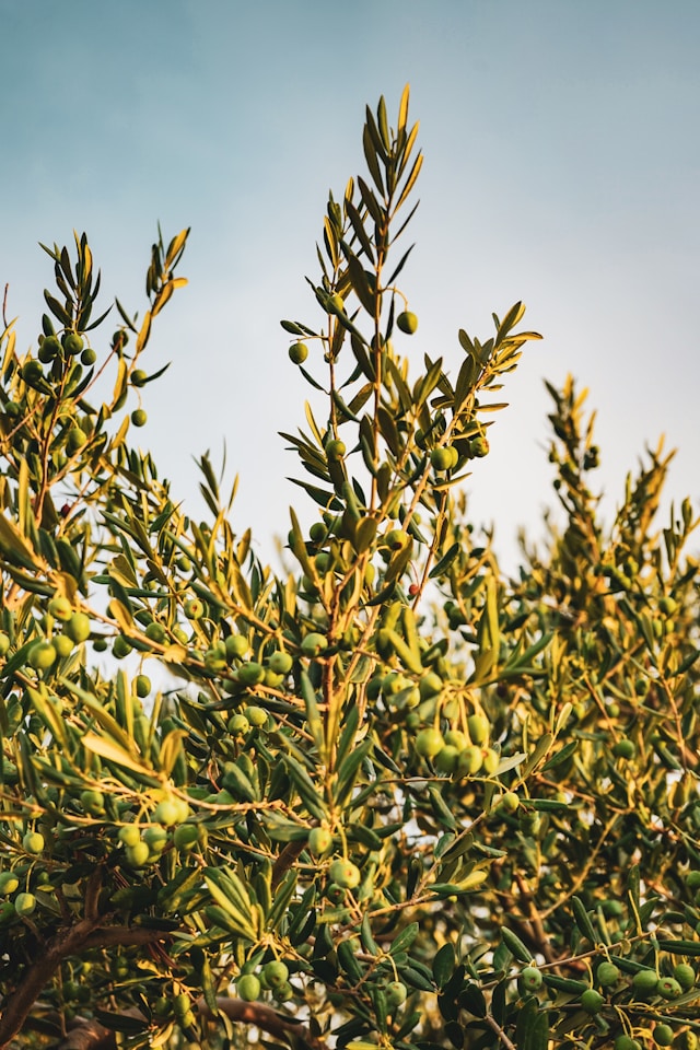 Olive tree full of fruits for the production of olive oil
