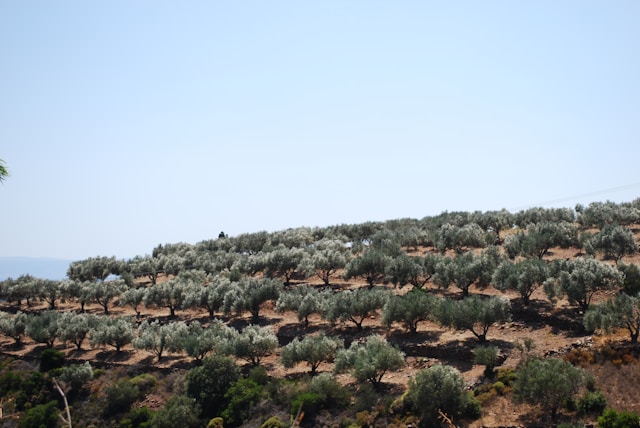 olive trees plantation in Greece